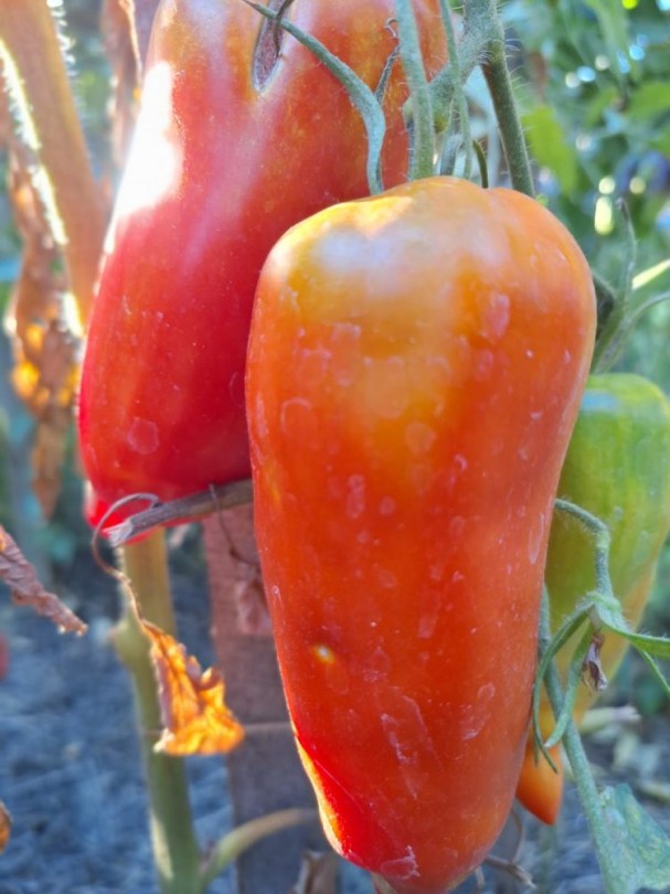 Llarg paradicsom - katalán tájfajta, Lycopersicum esculentum, paradicsom